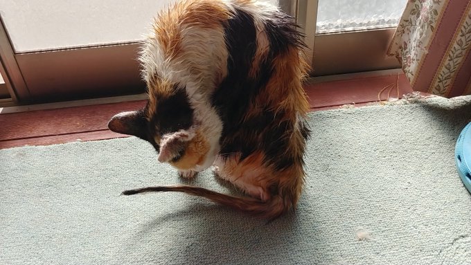 とりあえず初めて洗ってみました

案の定、もの凄い嫌がってお風呂場にある洗濯機の裏に隠れてしまったりもしたけど、なんとか洗いきりました(•́ε•̀;ก)💦

ネットで顔や耳に水を掛けてはいけないとあったので体だけしか洗わなかったけど、上手くできてるかな?(。ŏ﹏ŏ) 