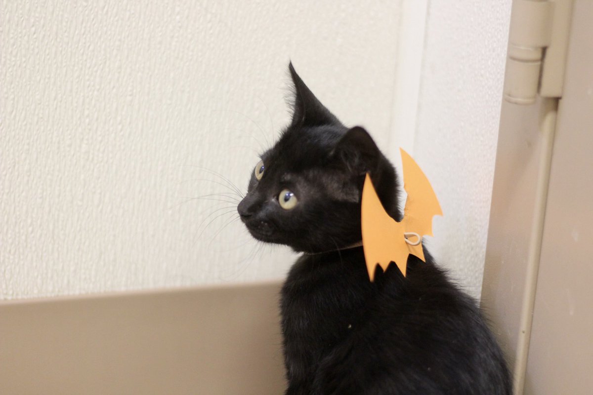 AggielandHumane's tweet image. It’s freakin bats. 
We love Halloween.