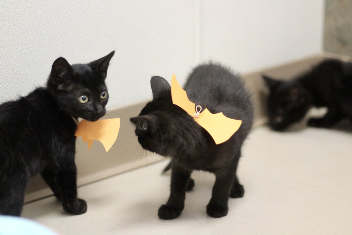AggielandHumane's tweet image. It’s freakin bats. 
We love Halloween.