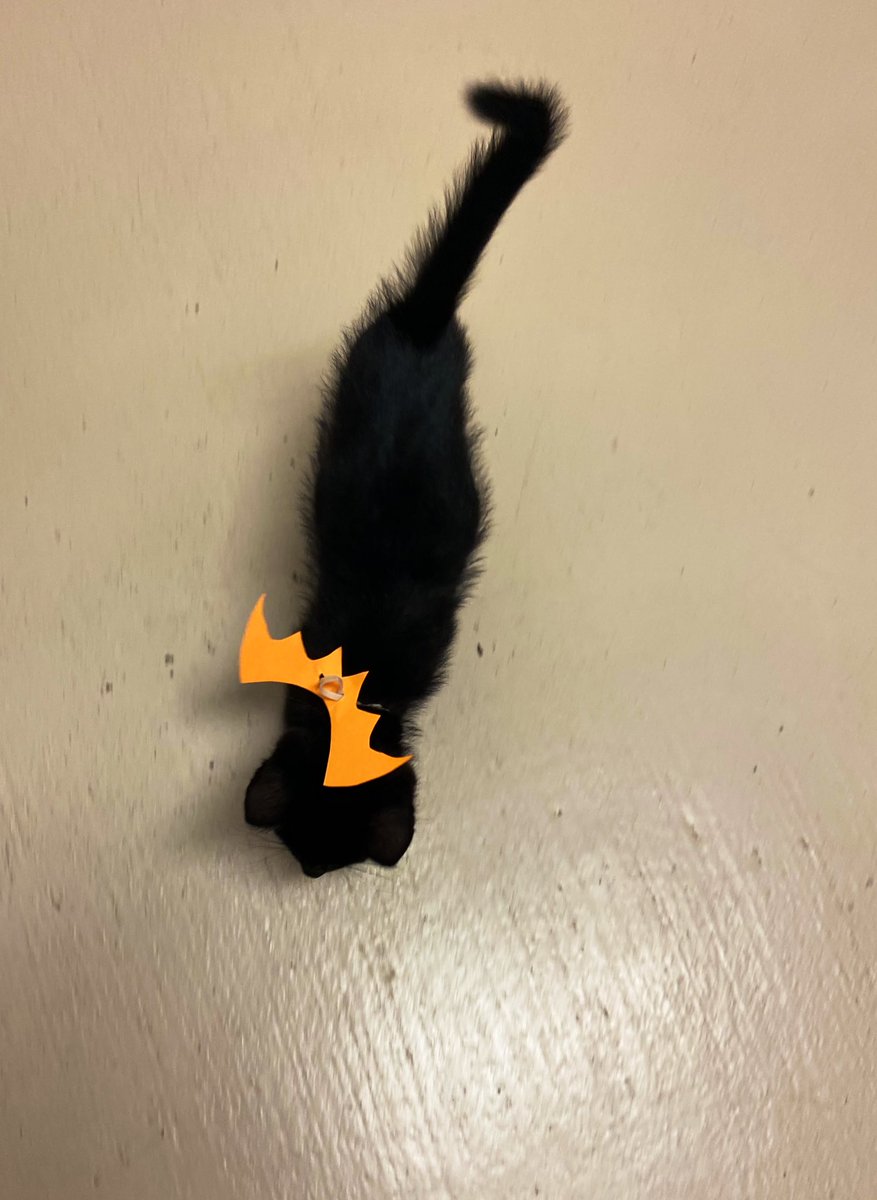 AggielandHumane's tweet image. It’s freakin bats. 
We love Halloween.