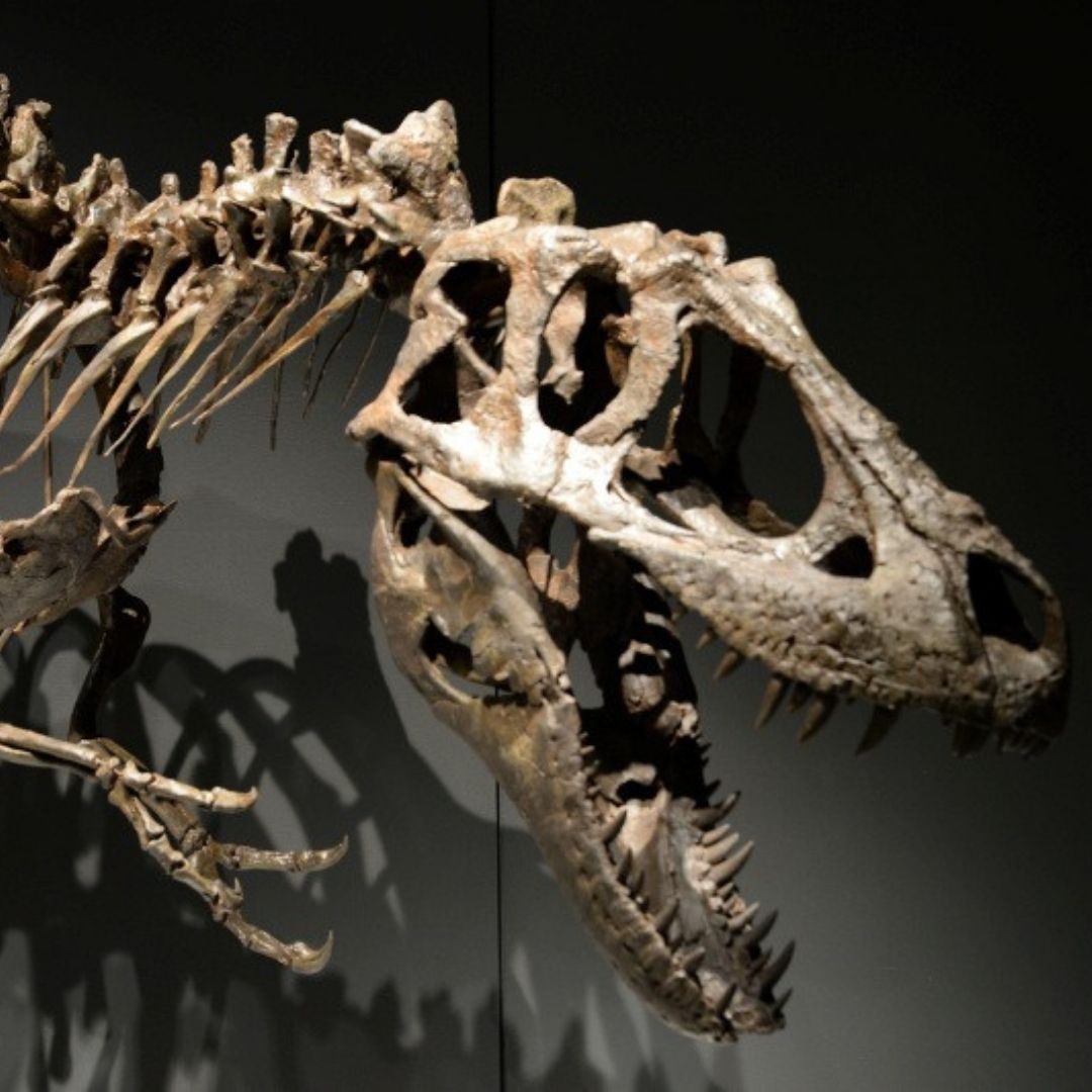 [School holiday fun] What's more fun than a diorama? A DINO-rama! We've got a downloadable PDF on our website with downloads of some very impressive carnivores, including the Dilong, Albertosaurus and the T-REX! bit.ly/2VEPqp7

Image: James Horan