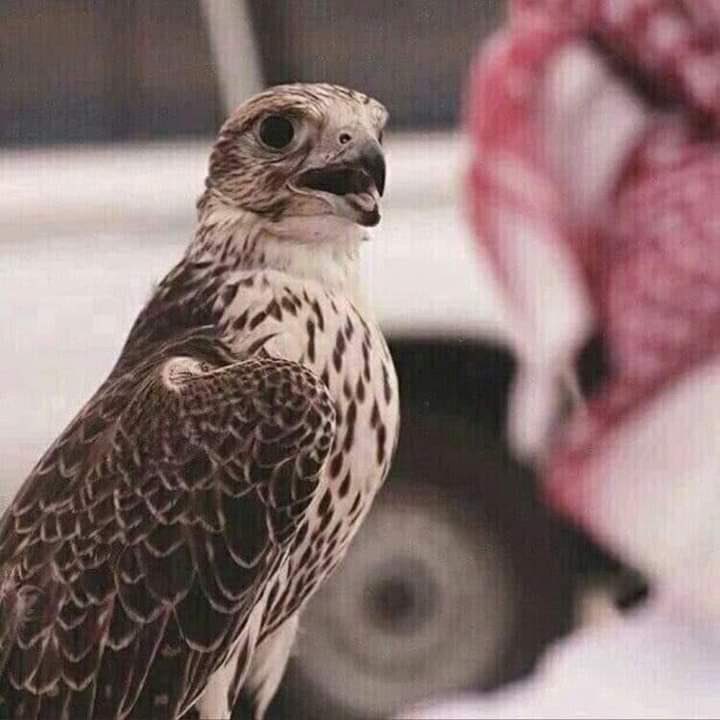 حنا الوفا من صافي الود نسقيه،،
 ومن زادنا بالطيب حنا نزيده ،،
والي طرانا ساعه الضيق نطريه ،،
ونكون عونه بالظروف الشديده،،
نغليه والله راعي الجود نغليه،،
ونصون قدره لو دياره بعيده ،،