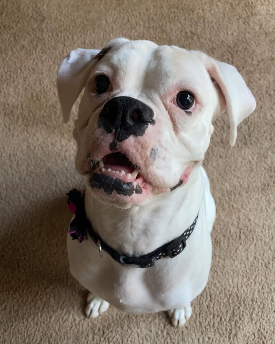 Boxerlover02's tweet photo. Mom 
Where is my dinner 

#boxerdogsoftwitter 
#boxeroftheday
#mom
#food
#NationalSonDay
#whiteboxer
#boxersrule
#boxerlover
#boxersmile
#boxerbraids
#boxergirlboxerbaby
#boxergram
#boxerdogsrule
#boxerdaily
#boxerci https://t.co/DC3XPSmf4W