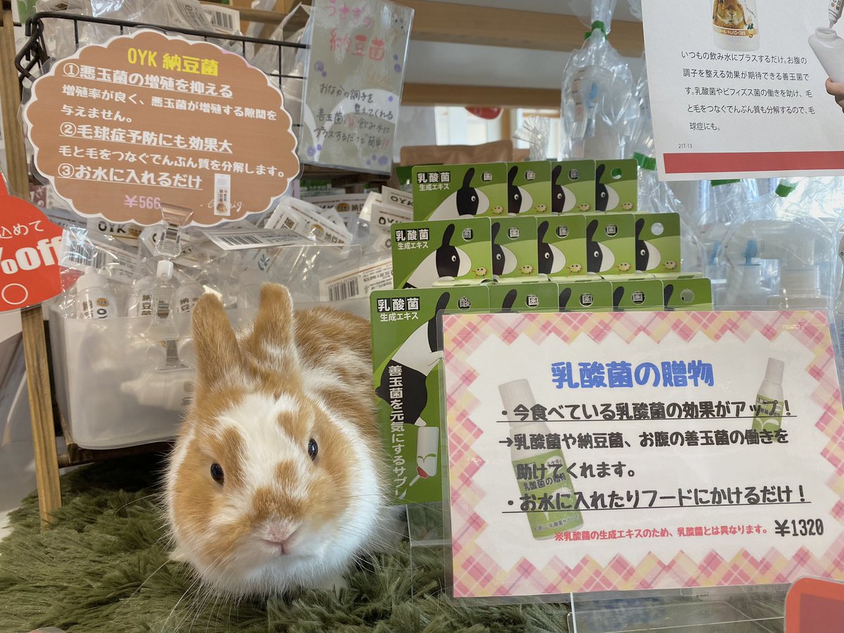 うさぎのしっぽ吉祥寺店 ぼくも毎日飲んでるんだっ お水に混ぜるだけのサプリメントがお得に試せるチャンスです 毛玉症対策にも 15 Off Oyk納豆菌 乳酸菌の贈物 うさぎのしっぽ うさぎのしっぽ吉祥寺店 うさぎ ネザーランド