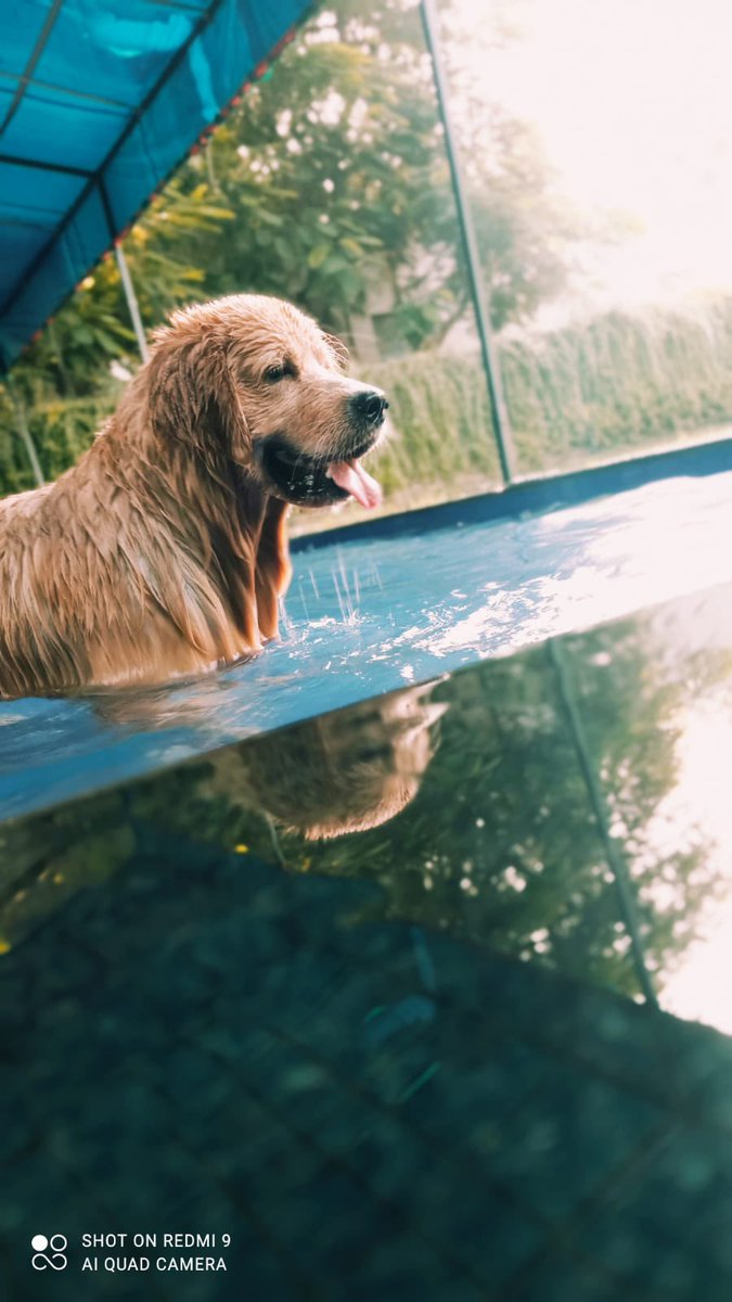 dccpets's tweet photo. #hydrotherapy is a great exercise for dogs. Helps them strengthen and also they have fun while at it. We recommend regular exercise regime for pets. DCC Gurgaon has a #splashpool for dogs, call us to book now : 9311560101 https://t.co/1QymDeH0jY