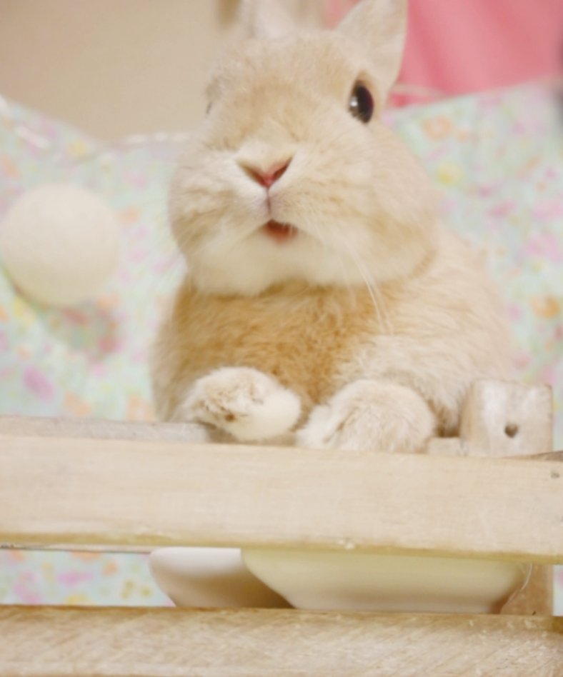 うさぎのひのき Hinoki Bunny S Tweet 元気に あいさつができます おはよう おはもふ もふもふ モフモフ ふわもこ部 かわいい 可愛い うさぎ ウサギ 動物 癒し Perfect Photography Trendsmap