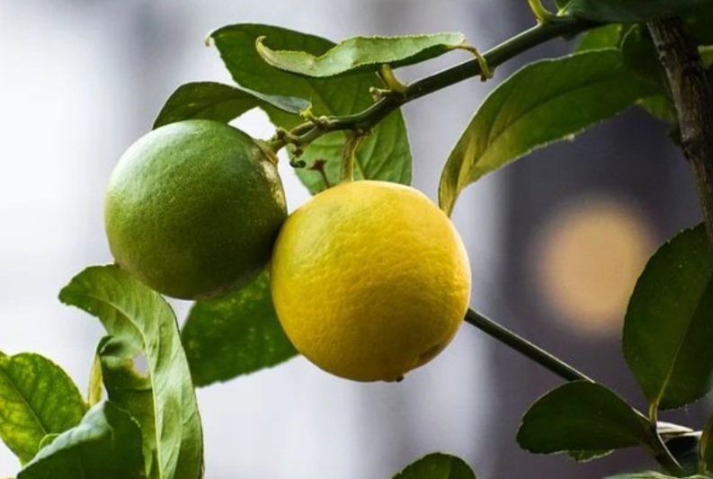 Как называется лимон. Lemon tree (лимонное дерево). Померанец и цитрон. Сорт лимона ламас. Как называется лимон.