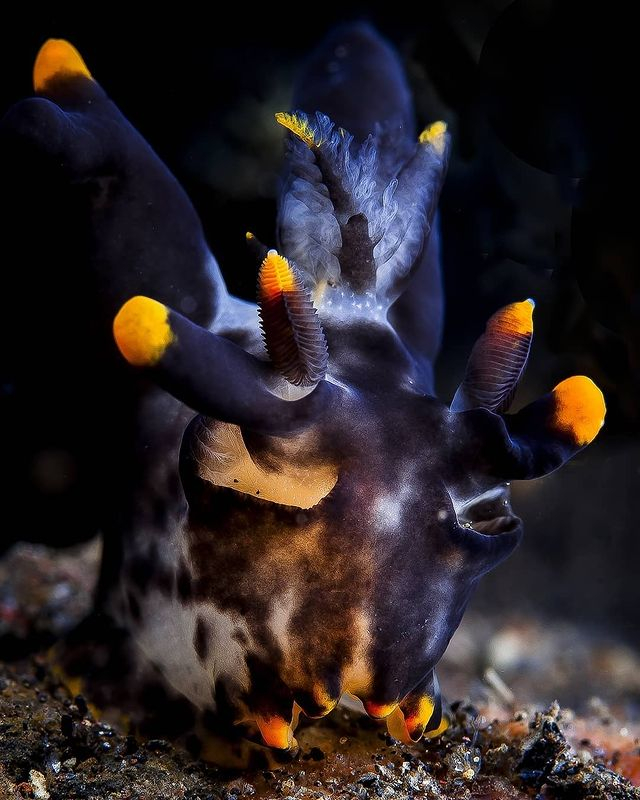 underwater (@uwaustralasia) on Twitter photo A wonderful macro photo by @oscarmontferrer of a Thecacera picta found at the Matahari Tulamben Resort, Indonesia. For more nudibranch love check out <a href="/ilovenudis/">ilovenudis</a>
.
.
.
.
#thecacerapicta #nudibranch #ilovenudis #nudipics #scuba
#diving #scubadiving #underwater #underwaterpho A wonderful macro photo by @oscarmontferrer of a Thecacera picta found at the Matahari Tulamben Resort, Indonesia. For more nudibranch love check out <a href="/ilovenudis/">ilovenudis</a>
.
.
.
.
#thecacerapicta #nudibranch #ilovenudis #nudipics #scuba
#diving #scubadiving #underwater #underwaterpho