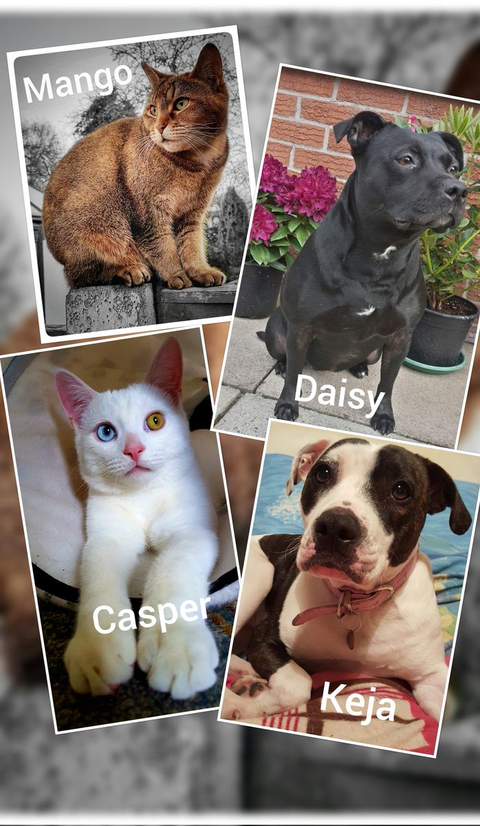 rachc67's tweet photo. @STheboatdog @LolaJakeTheKiw1 Hi, here's our family ☺ https://t.co/0IItKMV8Fh