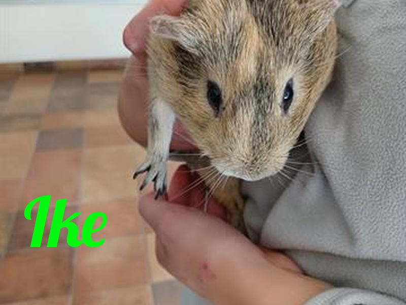 It's a guinea pig- palooza in Pueblo! Sophie, Hazel, and Ike are just 3 of the cuties available now. All fees on guinea pigs will be waived through October 10th! Take a  look at all the precious piggies here: bit.ly/3h0P5F2 #HappyTailsHappyHearts