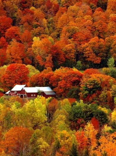 Trees dressed of autumn colors