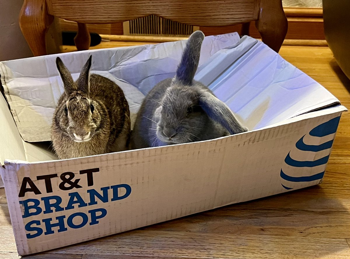 Well bean &amp; Harriet have a new favorite box thanks <a href="/ATT/">AT&T</a> #lifeatatt
