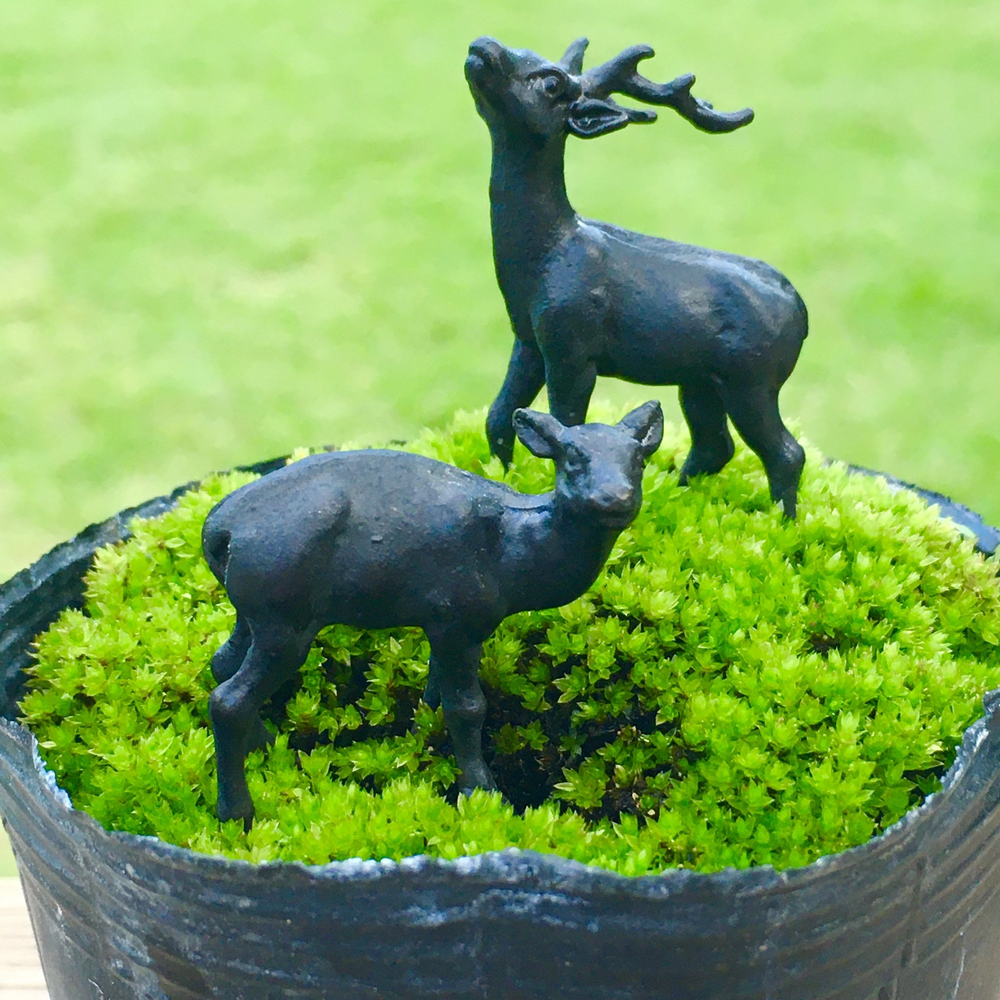 最終価格 盆栽 盆石 水盤 添配 静岳石 水盤 添配 3点セット 最終価格 盆栽 盆石 添配 水盤 静岳石 水盤 添配セット 水石