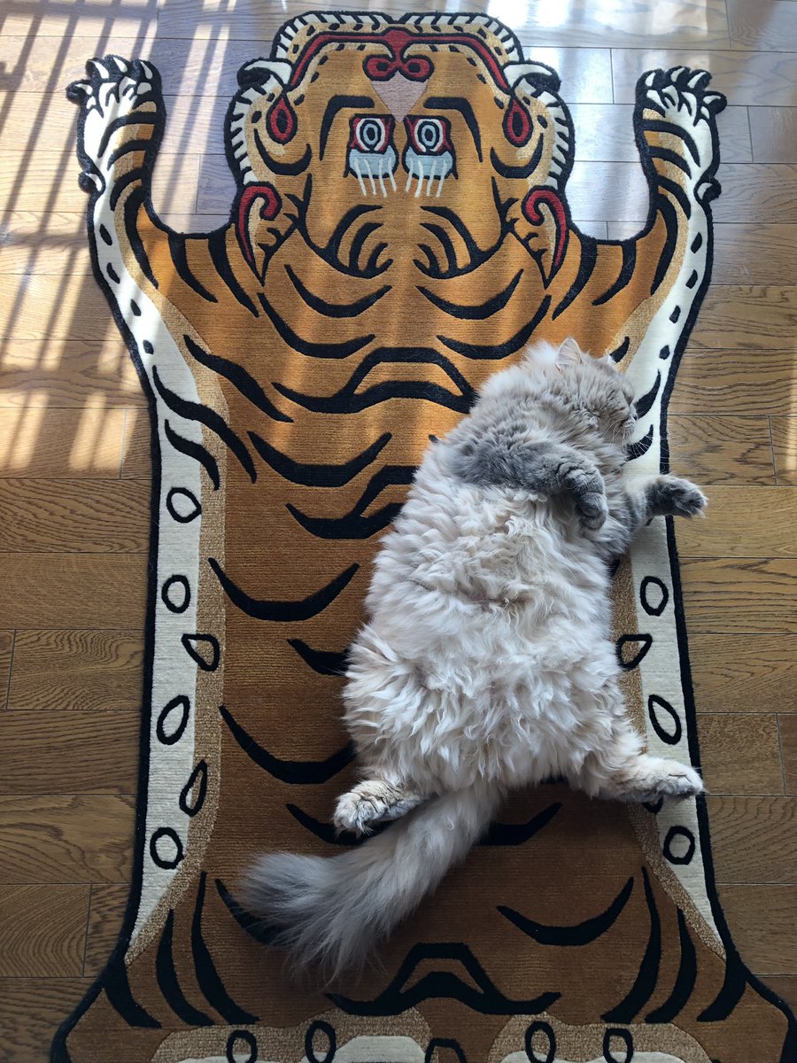 aihop's tweet photo. 昼から床屋さんにいくフクちゃん。
#slowtiger
#チベタンタイガー
#サイベリアン
#ロシア娘
#猫をTLに流しちゃおう
#猫好きさんと繋がりたい https://t.co/dHD98QpBMT