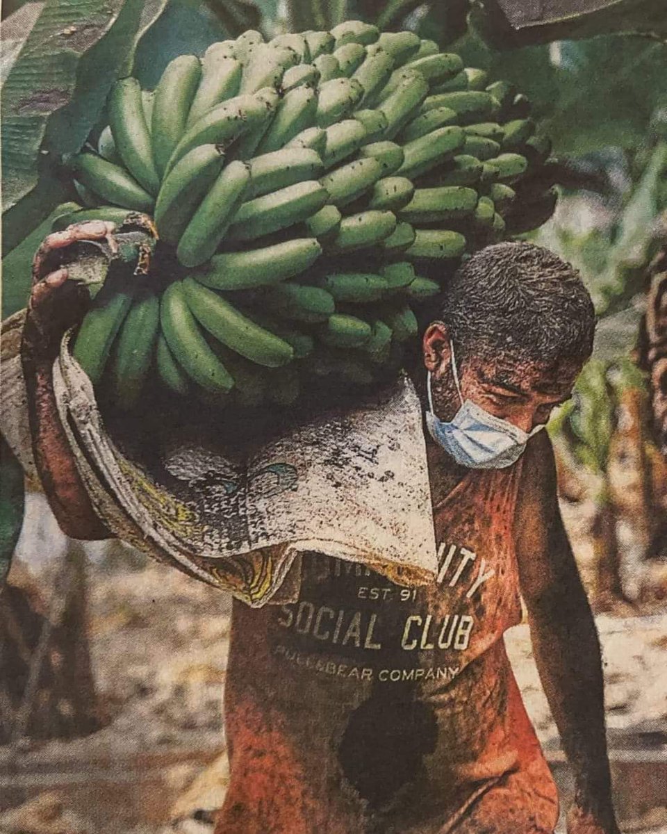 ❤️ #Palmeros foto de Kike Rincón para @europapress un horcón boy, recoge piña de plátanos llena de cenizas. Agricultores ante la inminencia de que la lava arrase sus plantaciones, bajo la ceniza del volcan, con entereza y trabajo.
#LaPalma #erupcionlapalma2021 #lapalmaislabonita