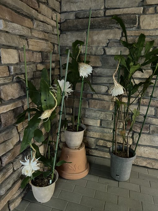 大温室のtwitterイラスト検索結果