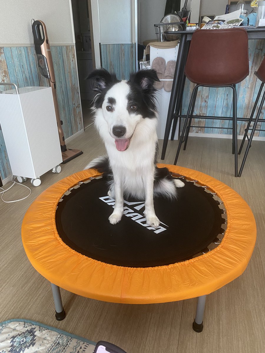 ボーダーコリーマロ W ダイエットのためにトランポリン買ったら 犬が気に入ってしまい ずっと居座ってる ボーダーコリーマロ W ダイエットのためにトランポリン買ったら 犬が気に入ってしまい ずっと居座ってる