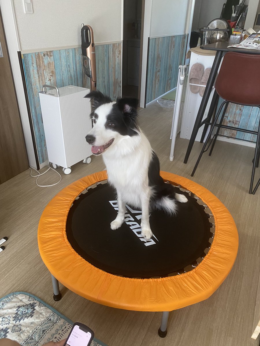 ボーダーコリーマロ W ダイエットのためにトランポリン買ったら 犬が気に入ってしまい ずっと居座ってる ボーダーコリーマロ W ダイエットのためにトランポリン買ったら 犬が気に入ってしまい ずっと居座ってる