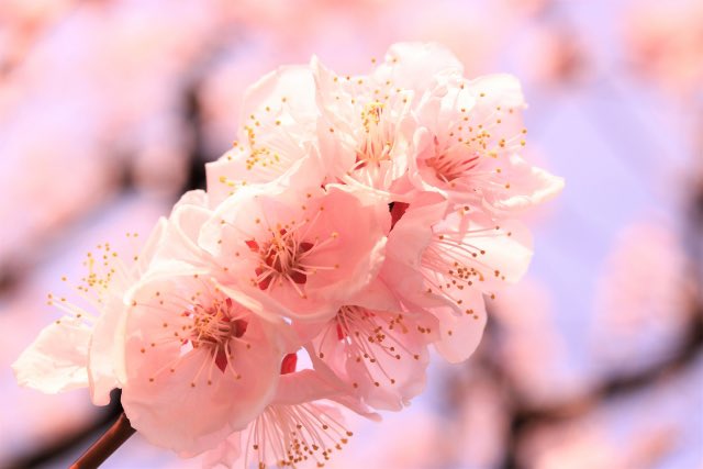 花言葉は 高画質 のtwitterイラスト検索結果 古い順