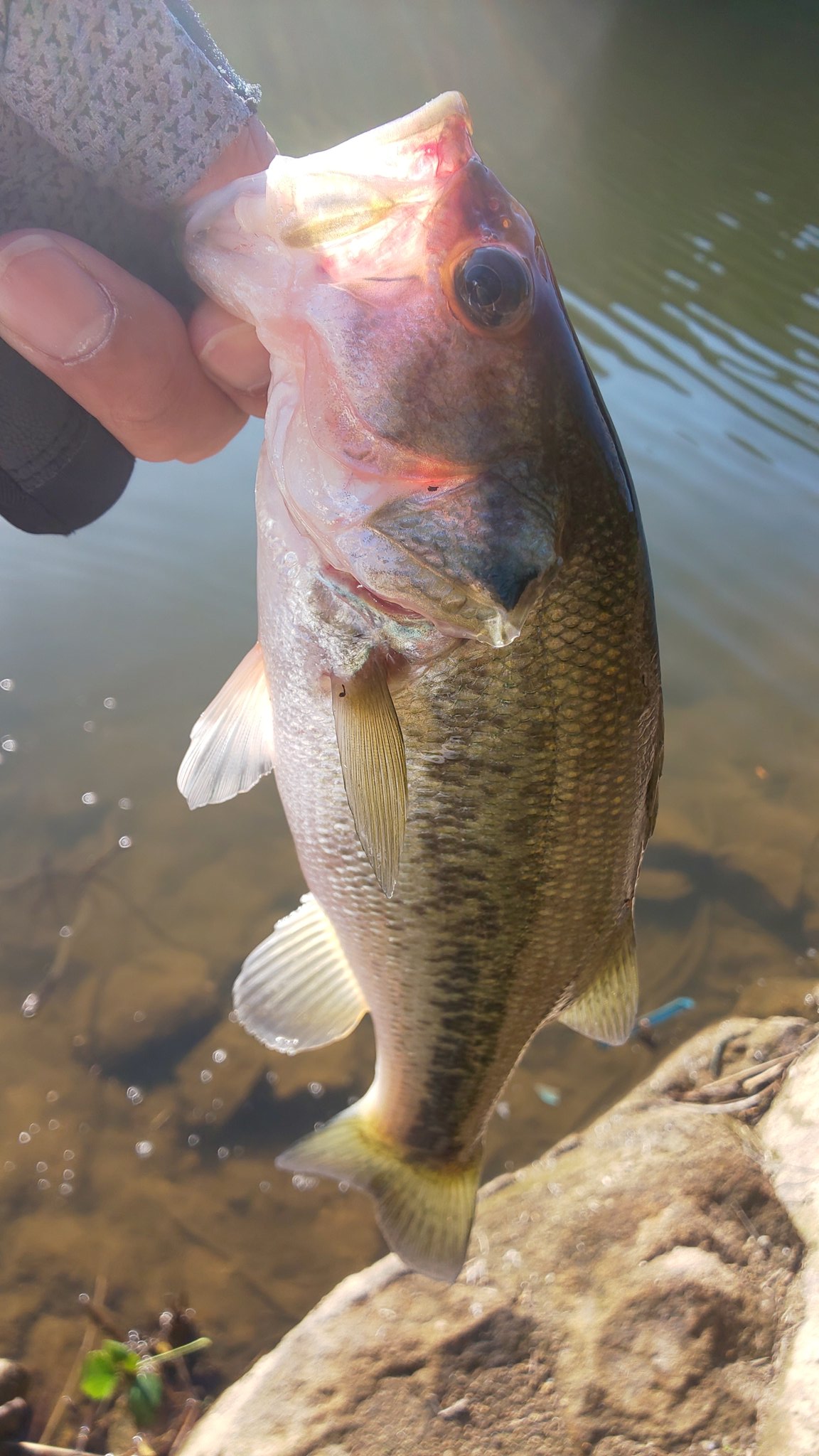 祐介 バス釣り Yusuke Angler Twitter