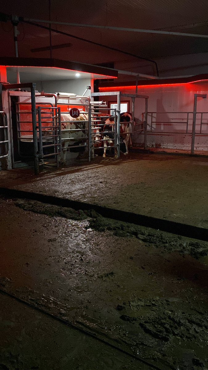 IncAcres's tweet photo. Start-up was a success, cows adjusting well to the new barn. And the shiny new @DairyRobot A5 @GRRobotics  #livelifelely #dairy https://t.co/gwOttOiegp