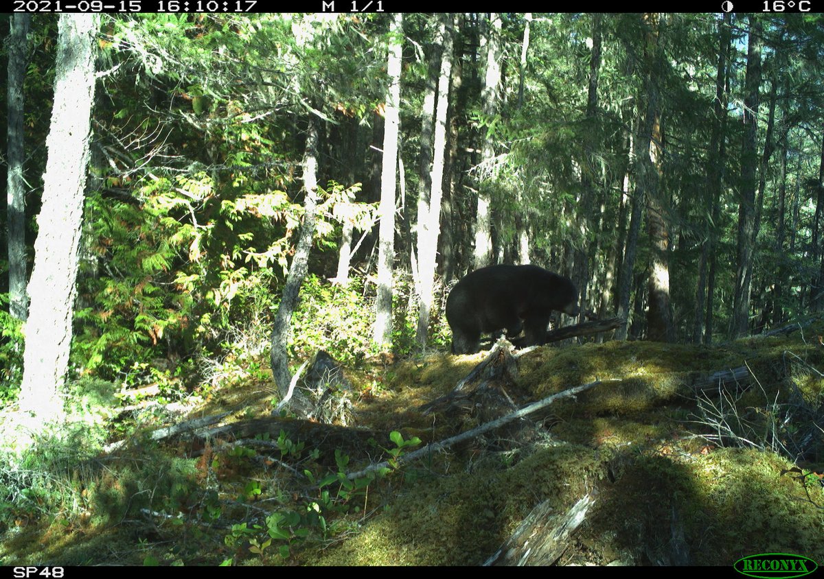 In honour of #FatBearWeek check out this (these?) beauties getting bigger by the week. First pic is July 15, second is Sept 1 and the third is Sept 15. Also my fav site on the #SecheltPeninsula as it is home to my fav tree, the magnificent #arbutus (Arbutus menzeisii)