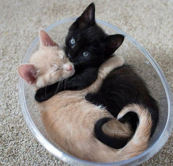 f9kitties's tweet photo. <3 https://t.co/VTtxWGFM82