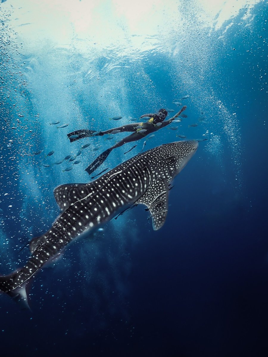 <a href="/sonyv_Gal4/">sonyv</a> <a href="/morgana_ariel/">Ari'EL🐈‍⬛🐕🐅🐆🦊🐦‍⬛🦇🐺🐇🐀🐻all Animals🐾🌹💫</a> <a href="/CanelaCoffe/">#GoHabsGo</a> <a href="/SLARTZONE/">Stéphane Lefebvre</a> <a href="/Marg1010/">Marg S</a> <a href="/_askgercekse_/">Aşk Gerçekse</a> <a href="/salam_c/">Salam</a> <a href="/ddlexus/">james</a> <a href="/Denise47847327/">Denise</a> <a href="/livewirelois/">^livewireLois</a> #Surattani-#Thailand