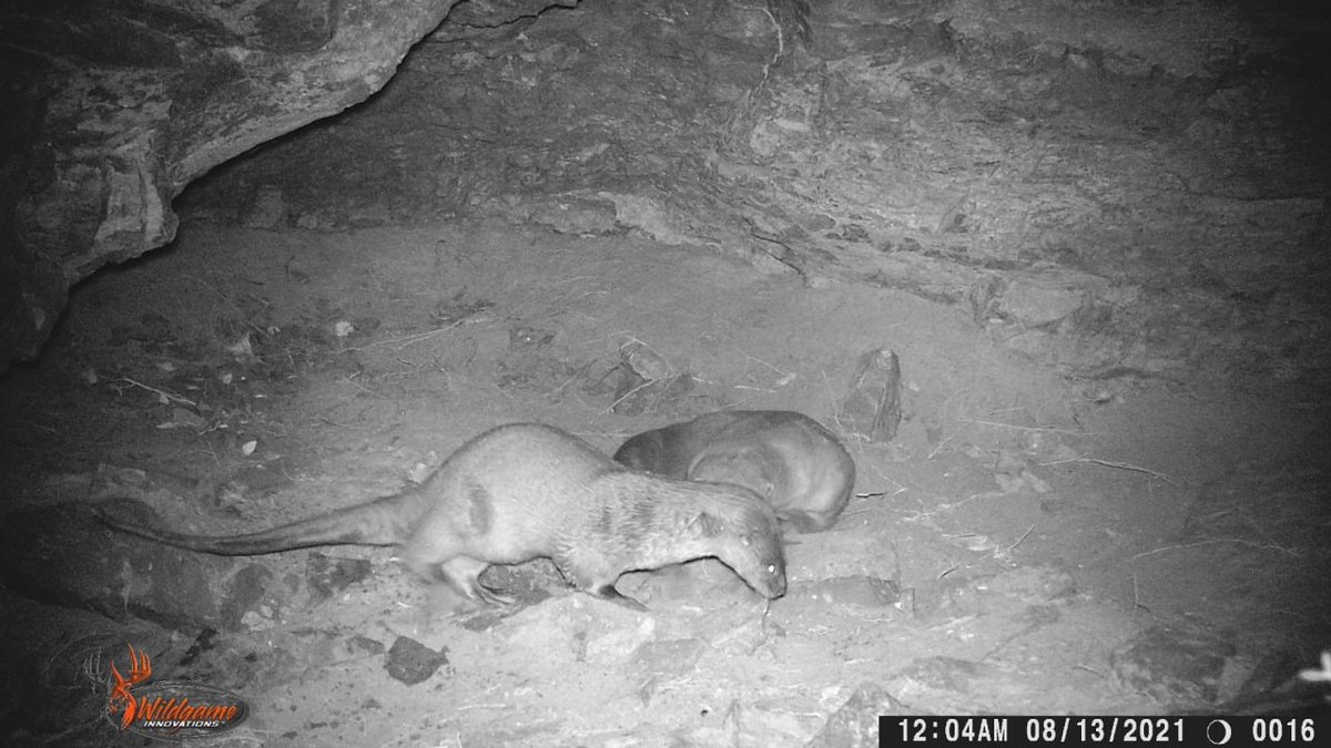 CONANP_mx's tweet photo. #FelizDomingo
Se detectó la presencia de nutria de río (Lontra longicaudis) en el Área de Protección de Flora y Fauna #Tutuaca, gracias al comité de vigilancia y monitoreo comunitario. #ConservarParaVivir 🦦🌿🌊🌳📷 https://t.co/yXdwL7q1MB