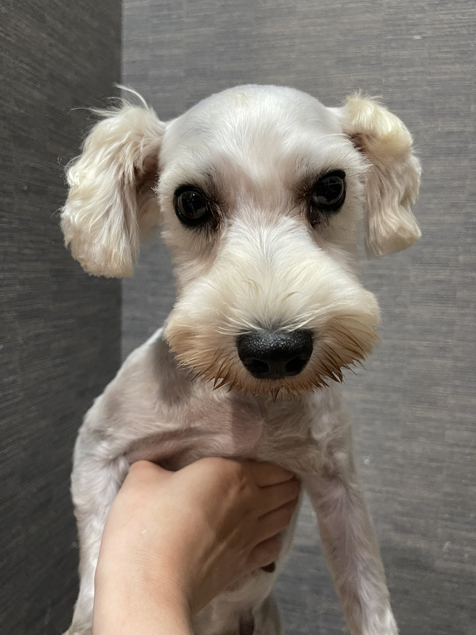 ホワイトシュナウザー Twitter Search Twitter