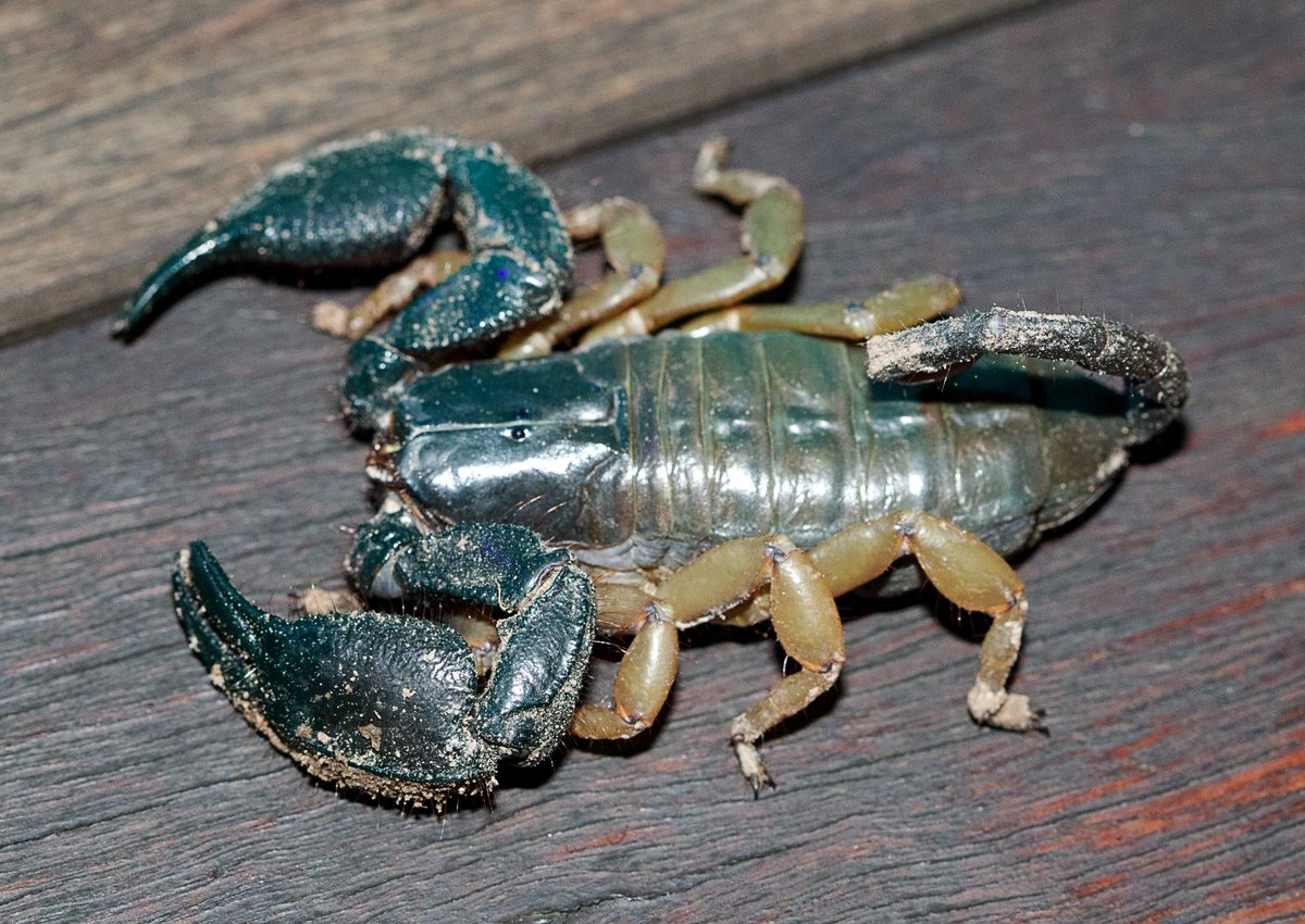 mytmoss's tweet photo. #wildearth Scorpion found in Sabi Sands, not dangerous to people https://t.co/7k0YXtIXmk