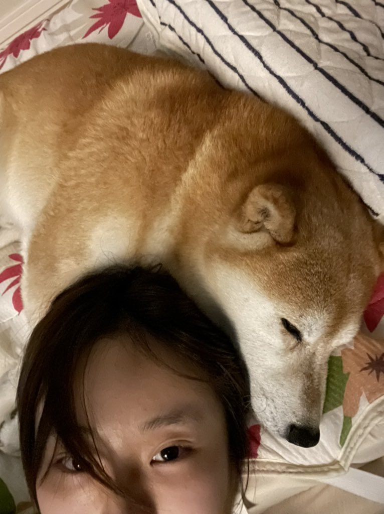 洗ってふわふわの犬 ゆのイラスト 洗ってふわふわの犬 ゆのイラスト