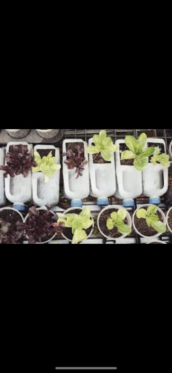 songitabanerjee's tweet photo. @PepsiCoIndia @PMOIndia @HardeepSPuri @swachhbharat I think its all about how you raise your kids and how you can actually make them realise the need to reuse plastic right from an early stage... for instance indulging into some inspirational gardening pots https://t.co/WXUdfYdKU2