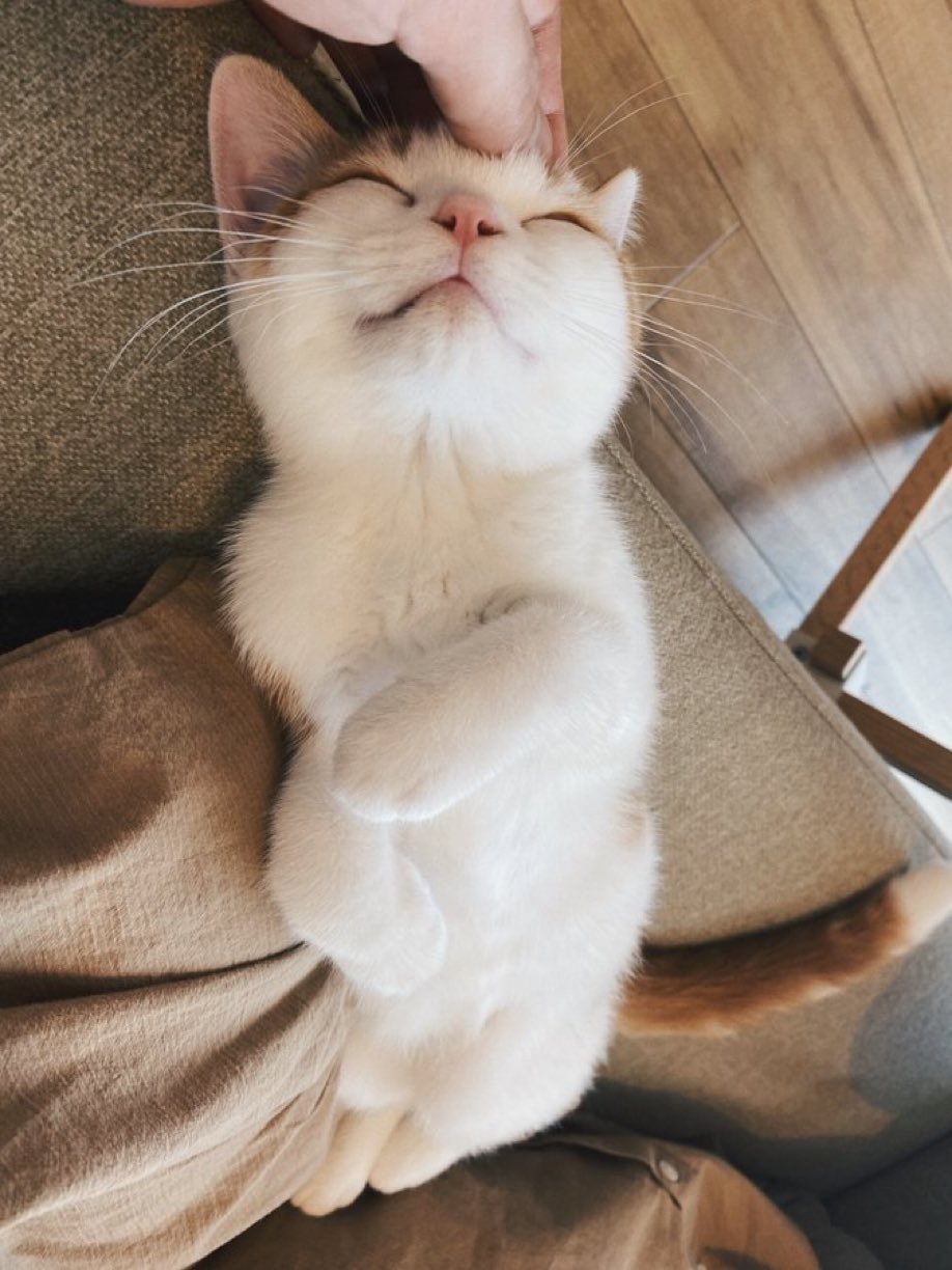 可愛い動物で癒しをお届け Animal Iyashi Twitter