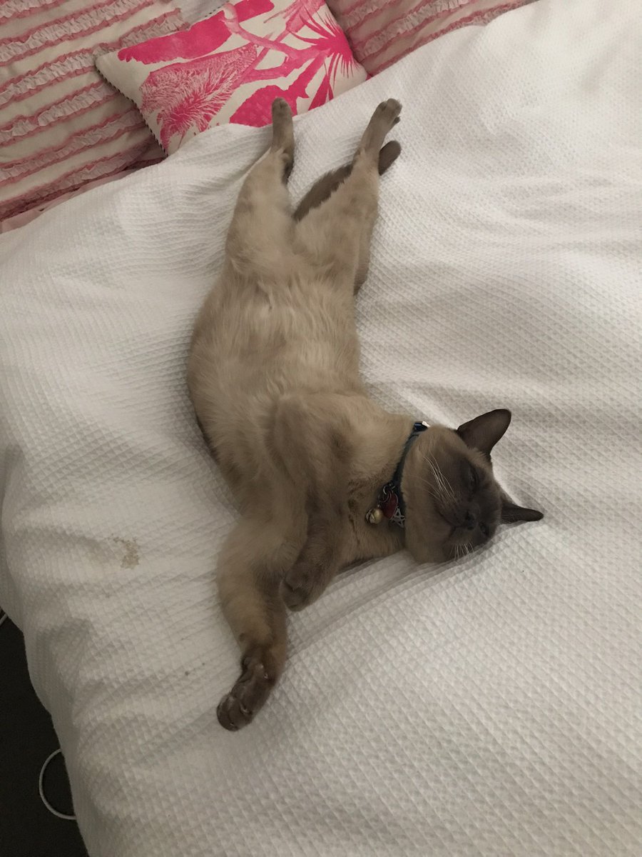 PremierCommsAus tweet media