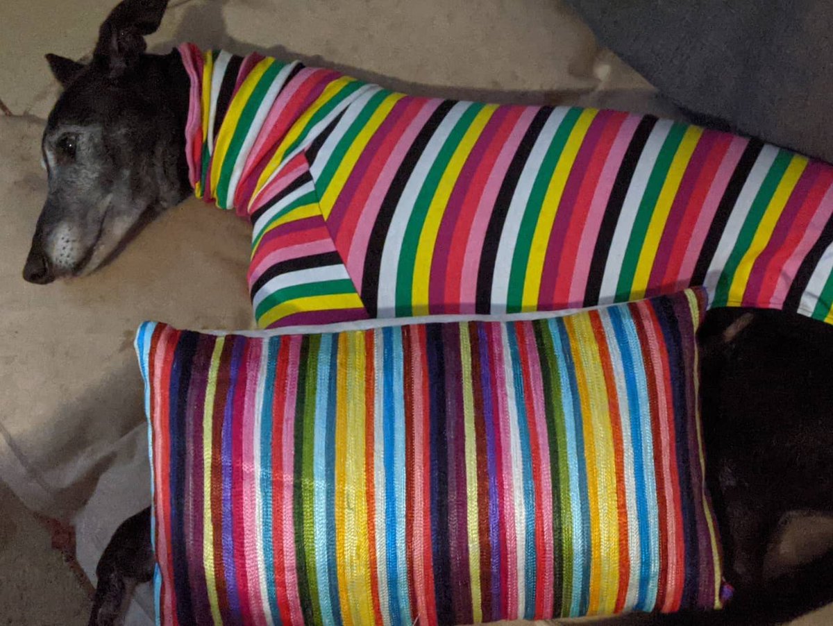 Cushion by ishka
Tshirt by houndtees
Doggo by gap
#matchymatchy