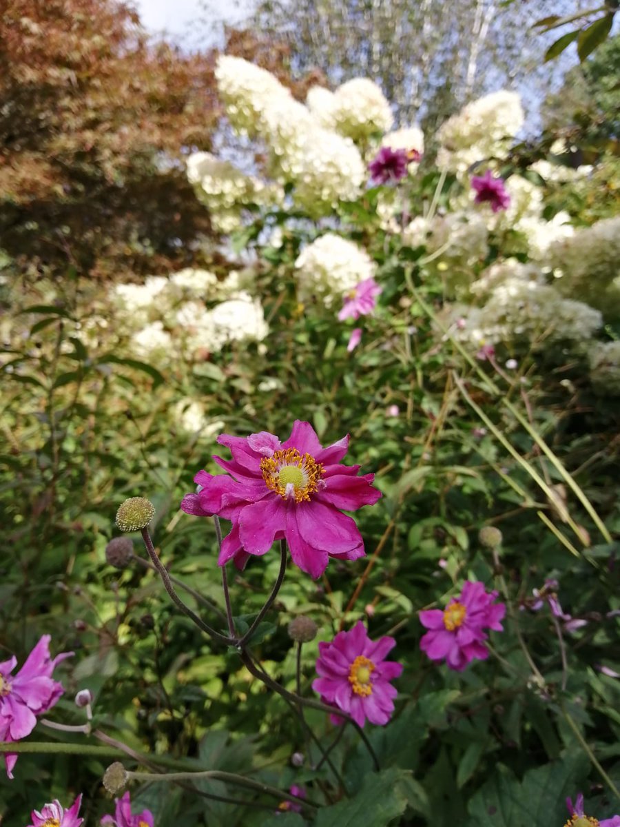 RHS Garden Rosemoor tweet media