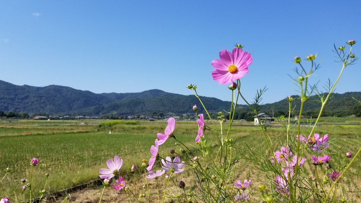 yoshi_m1979's tweet image. 今日のコスモス1。

広沢池西側、北嵯峨エリア。

#androidphoto