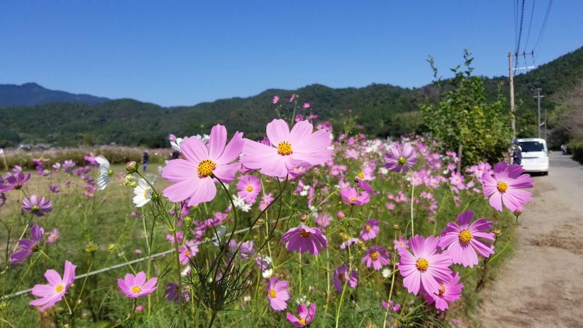 yoshi_m1979's tweet image. 今日のコスモス1。

広沢池西側、北嵯峨エリア。

#androidphoto