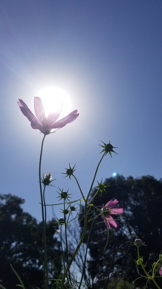 yoshi_m1979's tweet image. 今日のコスモス1。

広沢池西側、北嵯峨エリア。

#androidphoto