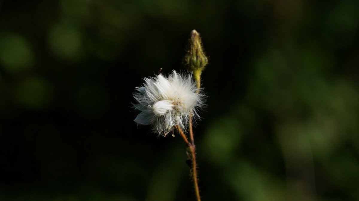 GaryBelgarum's tweet photo. #nature #photography from yesterday's walk along the #watercressway #worthydown @hantschronicle https://t.co/FqjKCVFima