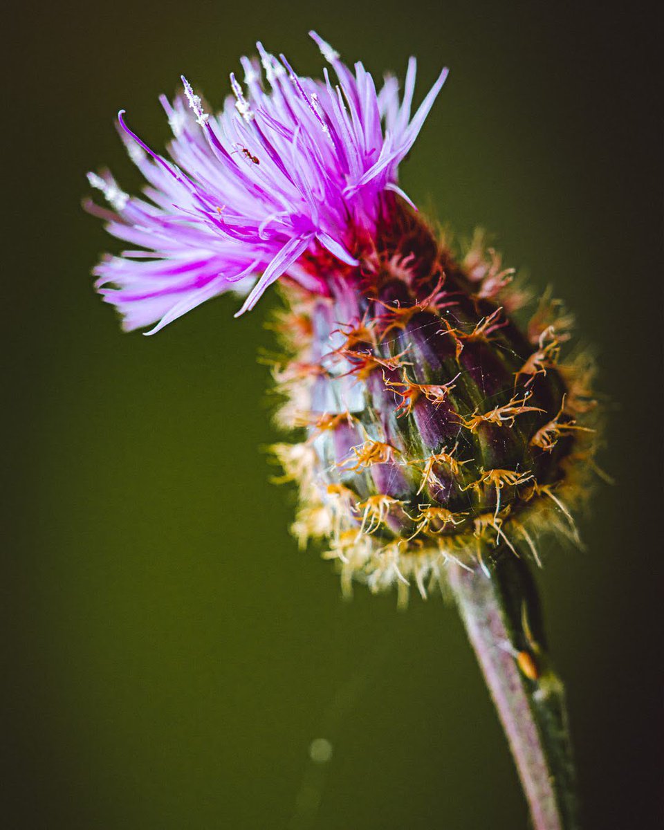 guibot's tweet photo. Cheirolophus Sempervirens, aka Lavapé 

According to the book:
"Flores da Arrábida, guia de campo"
José Gomes Pedro, Isabel Silva Santos
Assírio &amp; Alvim
.
#flower #wildflower #flor #natureza #naturelovers #macro #macrophotography #miniworlds
#setubal #serradaarrabida https://t.co/Tb4q5ESIKt