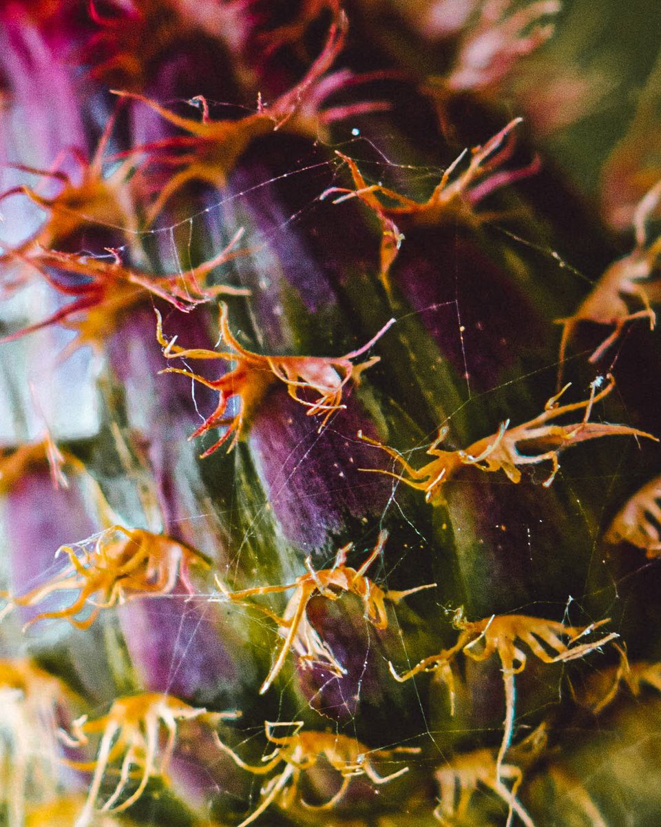 guibot's tweet photo. Cheirolophus Sempervirens, aka Lavapé 

According to the book:
"Flores da Arrábida, guia de campo"
José Gomes Pedro, Isabel Silva Santos
Assírio &amp; Alvim
.
#flower #wildflower #flor #natureza #naturelovers #macro #macrophotography #miniworlds
#setubal #serradaarrabida https://t.co/Tb4q5ESIKt