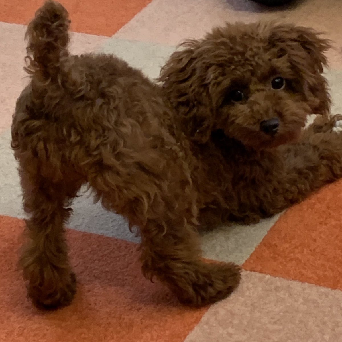 LilofTinypoo's tweet photo. なんか見たことのあるポーズだと思ったら、こちらでした。😏

#菜々緒ポーズ

#犬のいる暮らし #犬のいる生活  #トイプードル #タイニープードル 
#ToyPoodle #Tinypoodle #ビビり犬 #怖がり犬

　イッヌVer.                           本家 https://t.co/Tkwl07t2yT