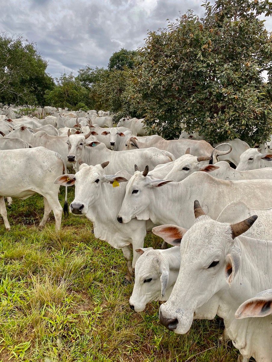 We have exciting news to report! The first Brangus calf has been born on the La Pradera ranch, following a successful Brangus embryo transfer in December 2020. 

✅This was achieved in partnership with Tres Cruces (Argentina’s leading Brangus producer)
#finkatoken #SecurityToken