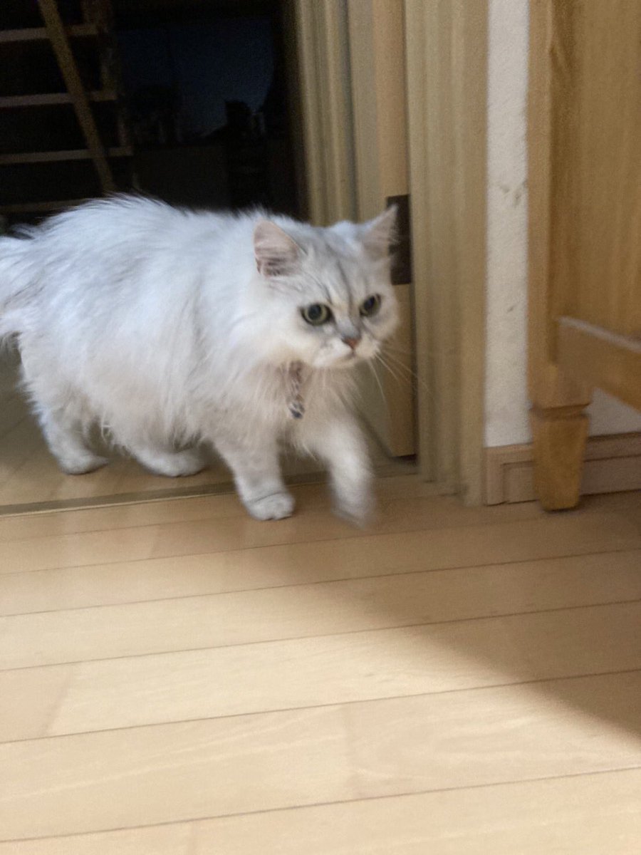 高齢猫 - Twitter Search