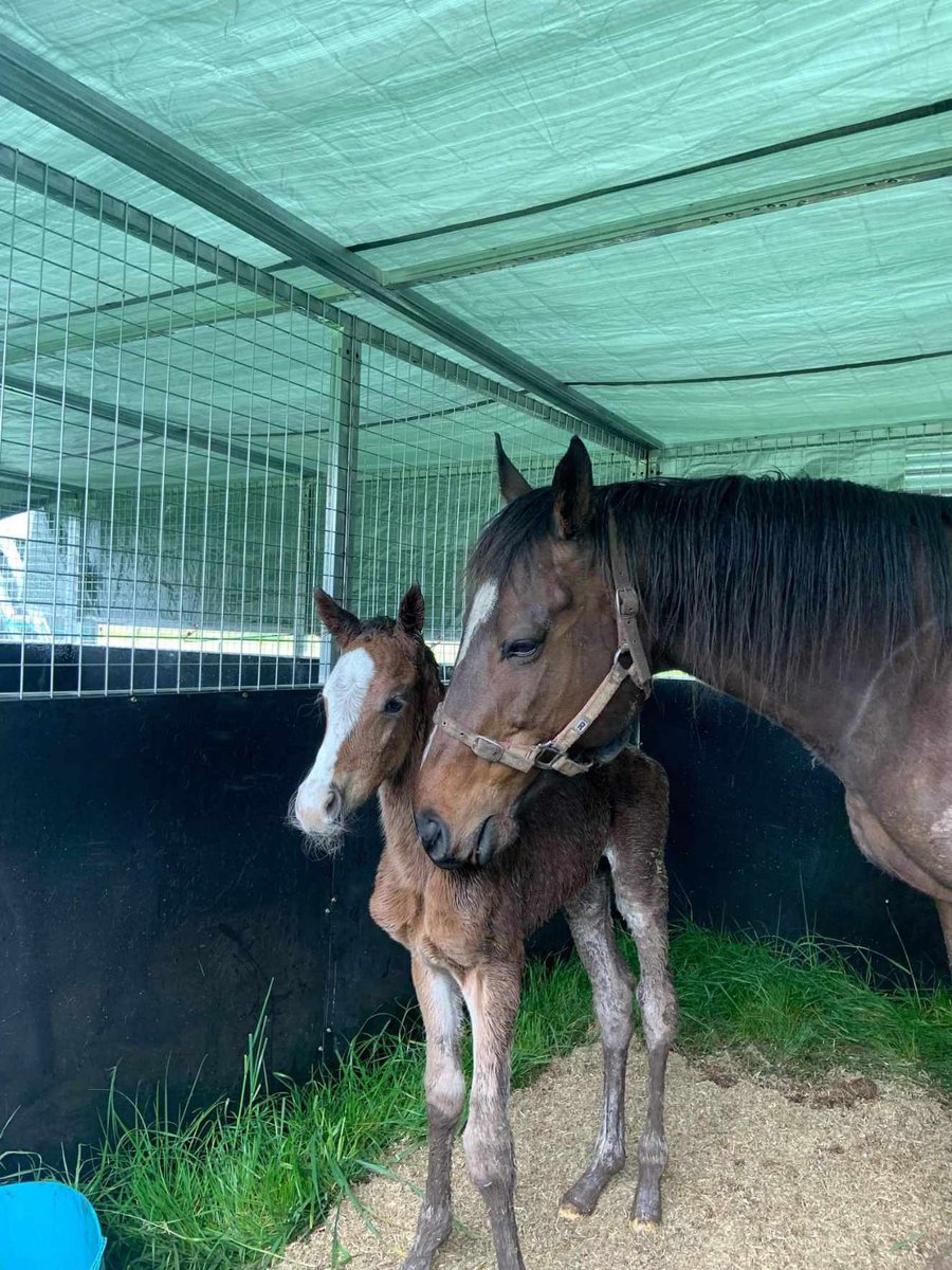 dazm74's tweet photo. Welcome to the world this filly out of Palentino. Got some@bling! @SunStudHQ @breednet https://t.co/n9lCHxuCeW