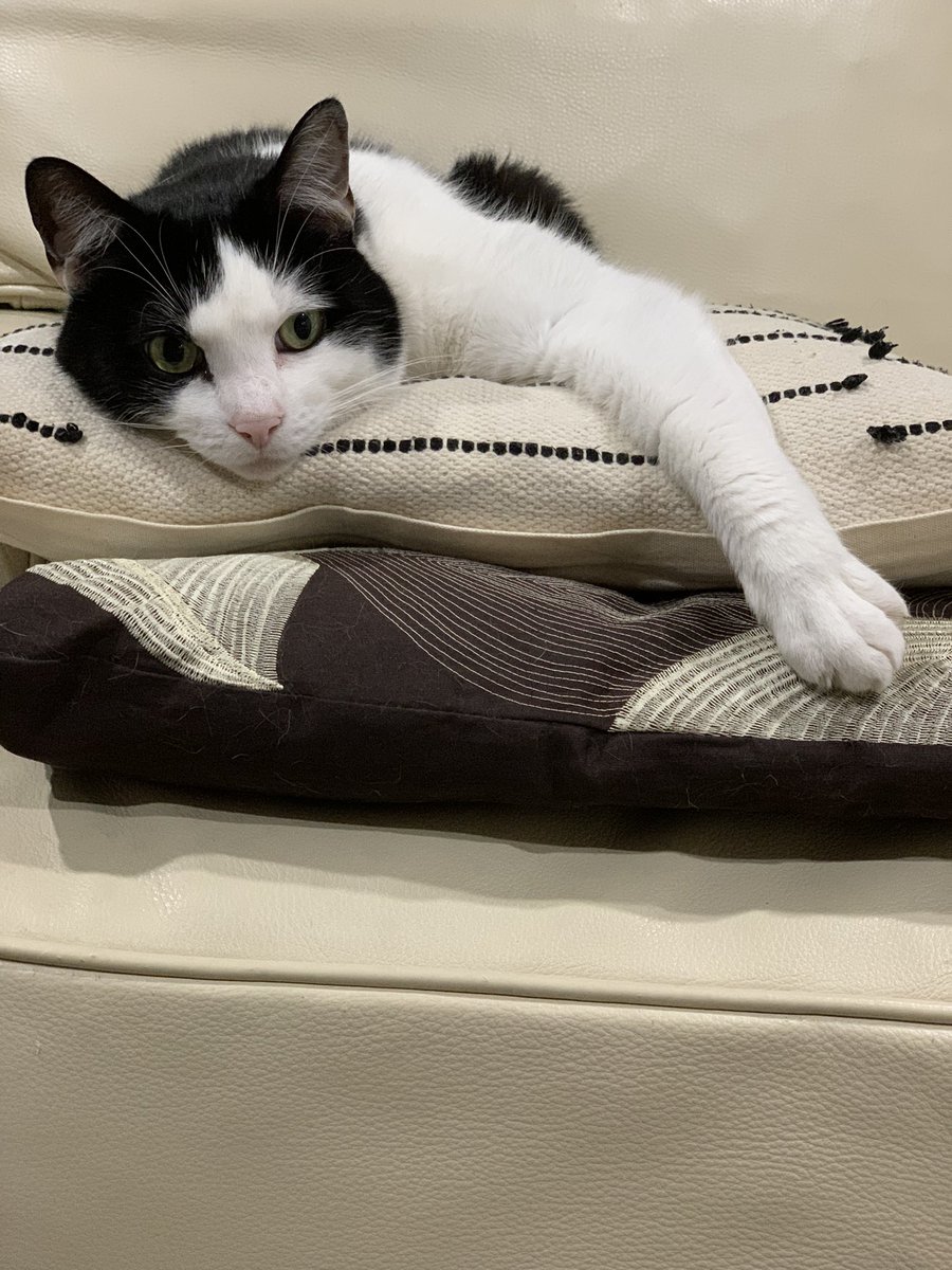 RLH711's tweet photo. @caseyconway_ This is my cat Allan https://t.co/fxLnMJGBmk