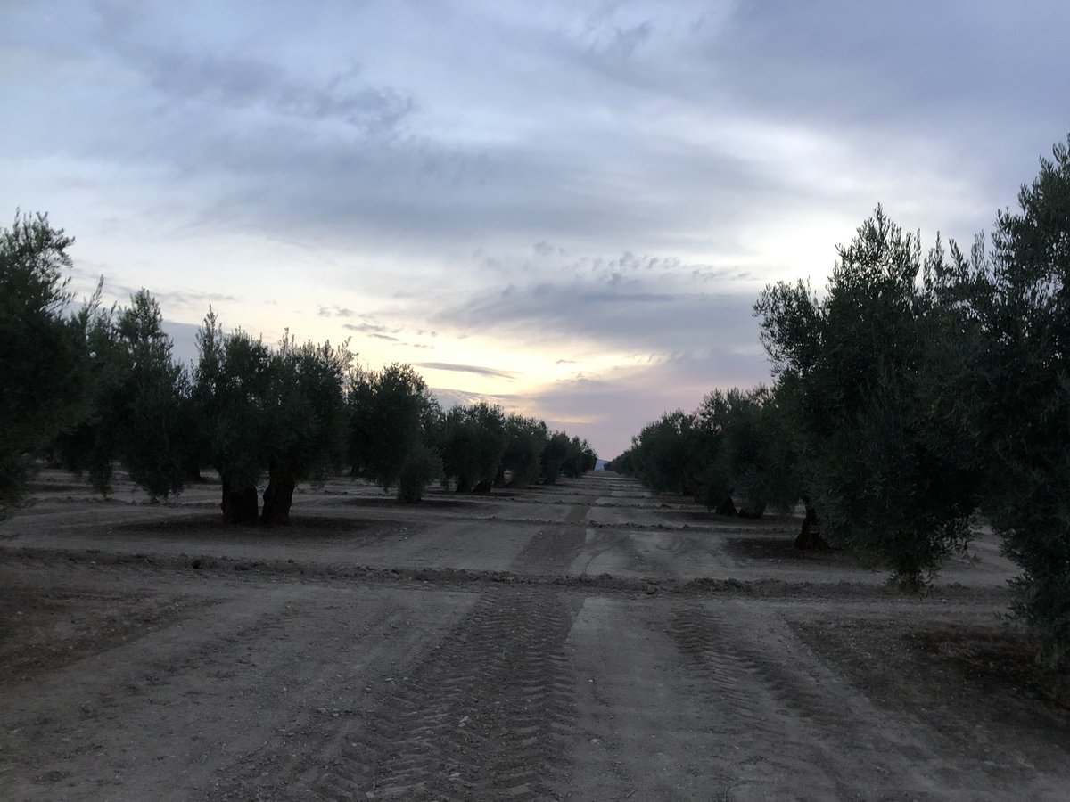 JcHueso's tweet photo. Buenos días desde Porcuna. Día nublado y temperatura fresca. A ver si el domingo nos trae la lluvia q tanta falta hace a nuestros olivares. Un saludo @agropopular https://t.co/JN3ZmAtTaA