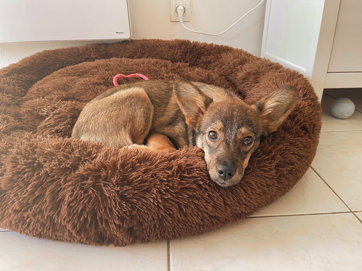 ilargiia's tweet photo. Casi 1 mes compartiendo vida con Pipa 🥺🤎 https://t.co/rU6EWTwmxo